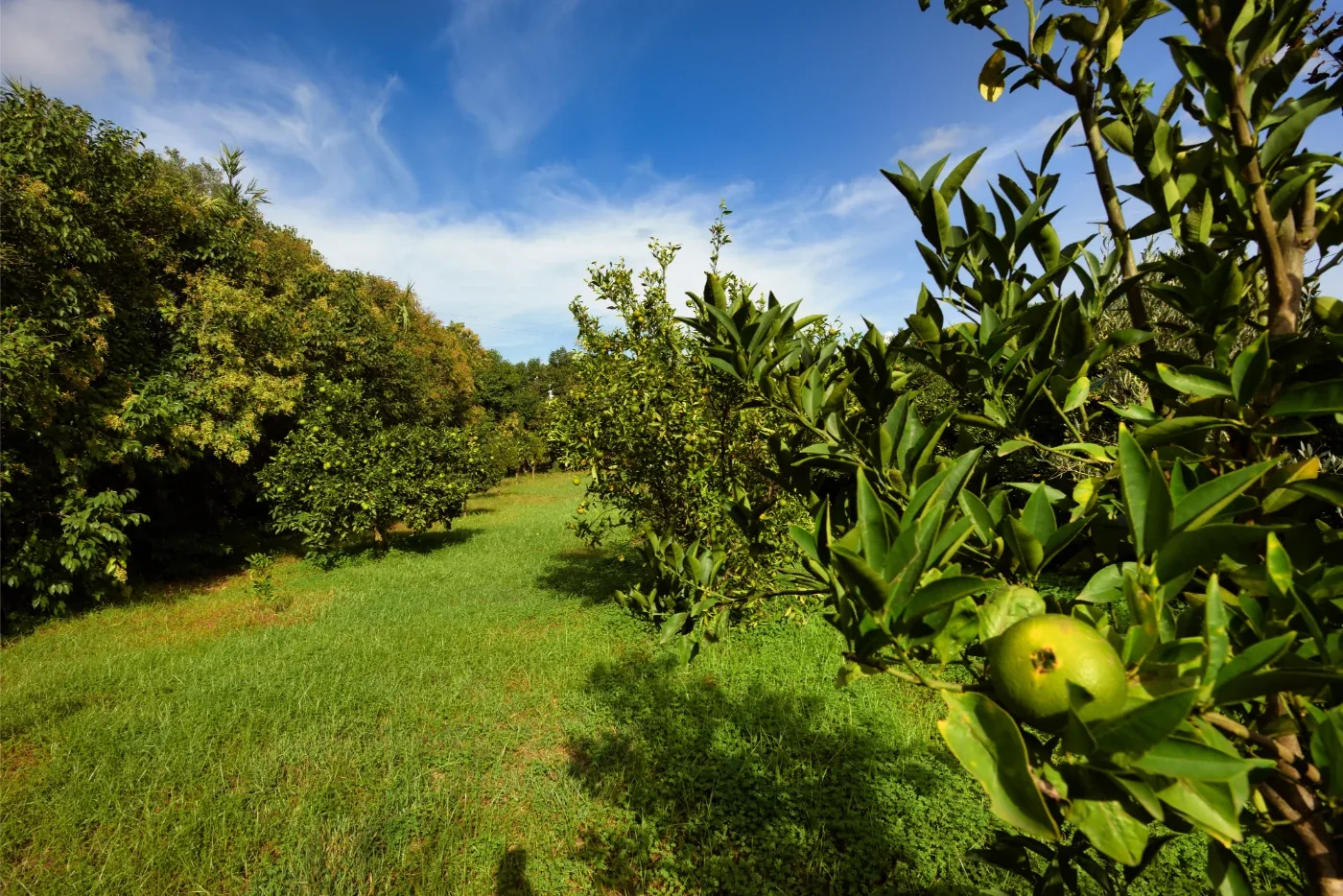 Aranceto del giardino